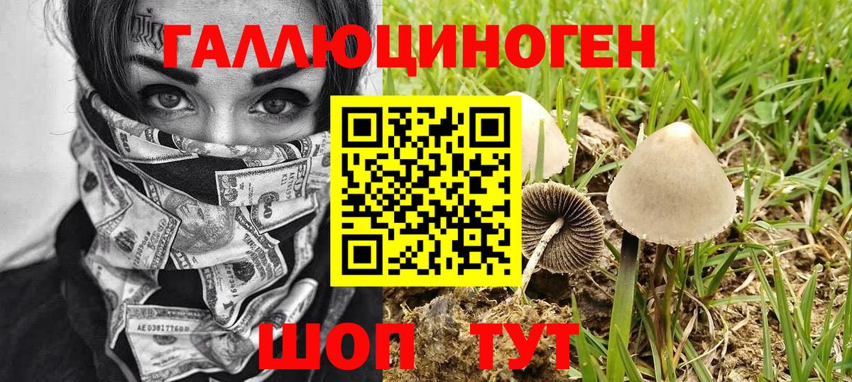 Карачаевск  Псилоцибиновые грибы Psilocybine cubensis  Вход с VPN 